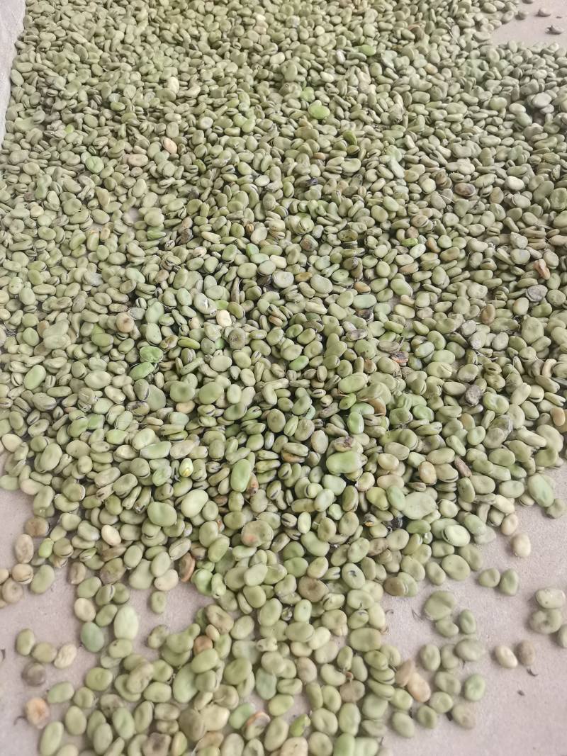 农户自种干蚕豆，当季新货、未人工挑选，不包运费，量大可谈