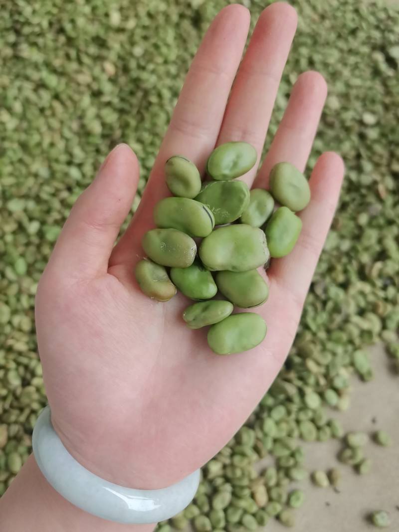 农户自种干蚕豆，当季新货、未人工挑选，不包运费，量大可谈