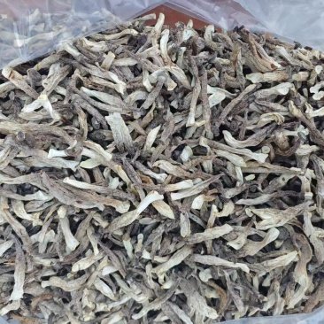 鹿茸菇干