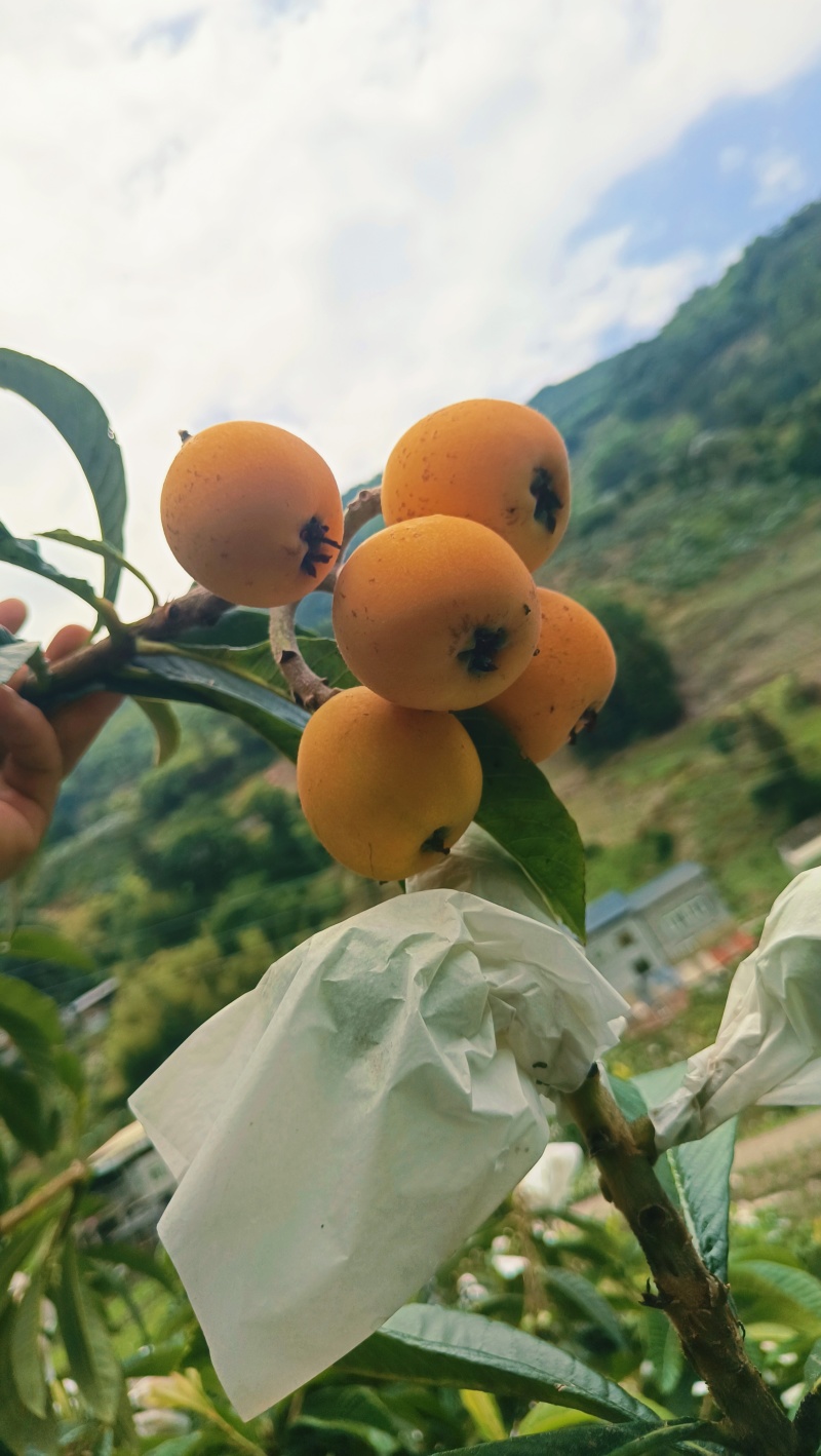 宝兴高山晚熟大五星枇杷，大果