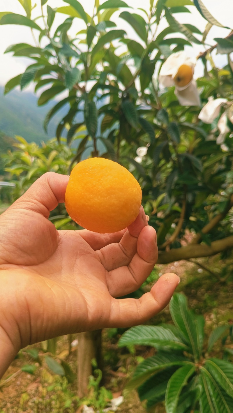 宝兴高山晚熟大五星枇杷，大果