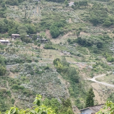 宝兴高山晚熟大五星枇杷，大果