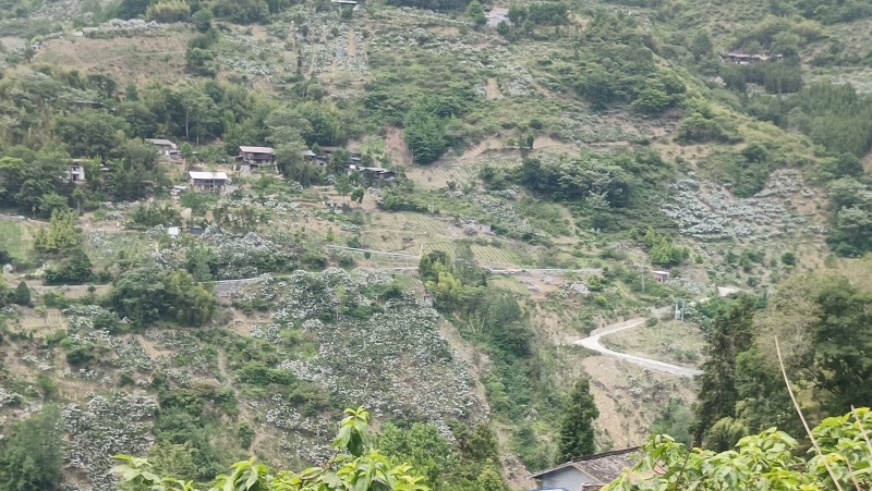 宝兴高山晚熟大五星枇杷，大果