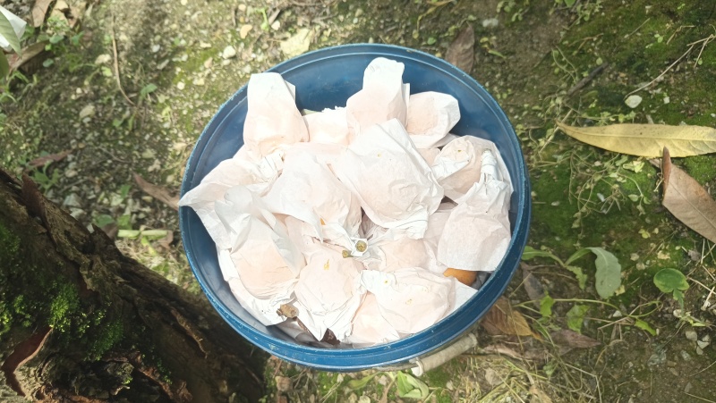 宝兴高山晚熟大五星枇杷，大果