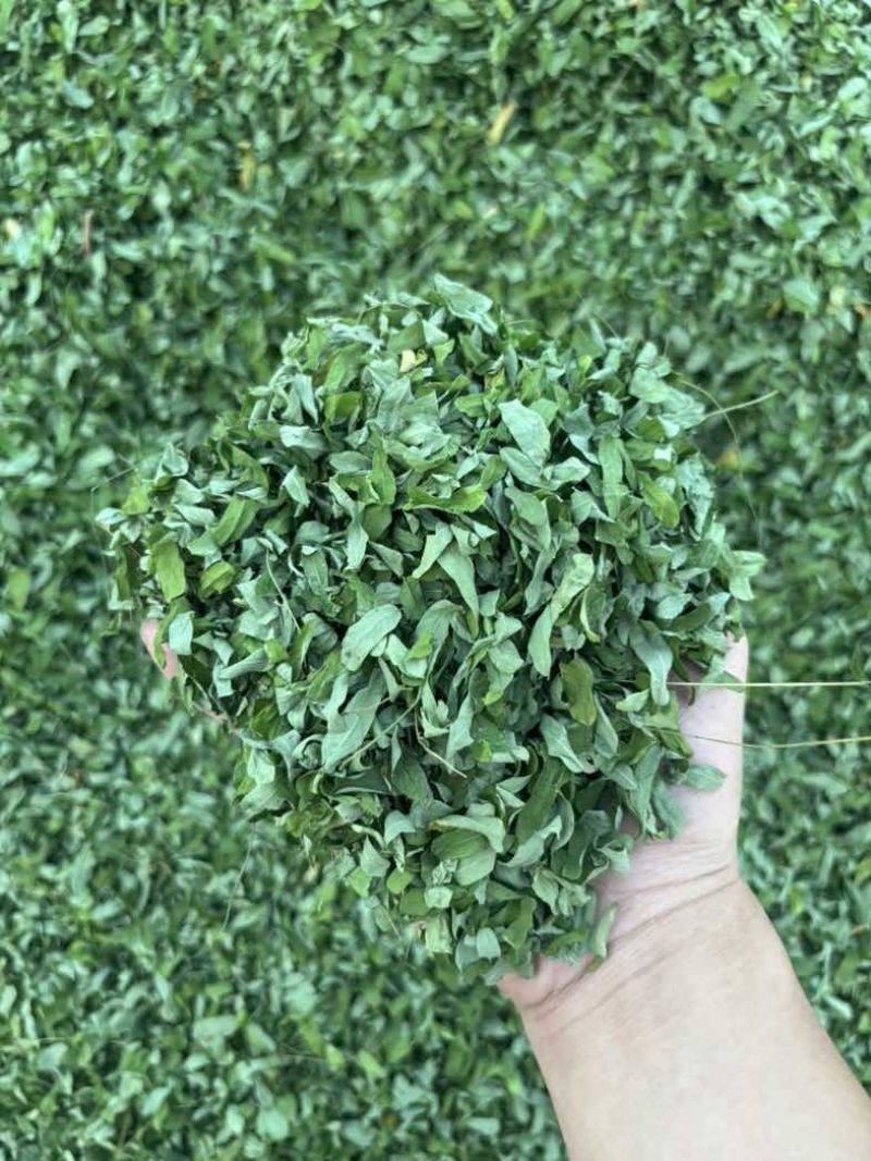 纯叶相思叶