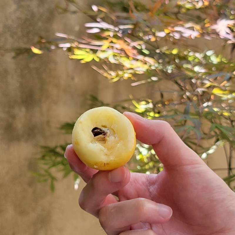 宁波象山白沙枇杷（5斤32-45g装盒子，当天摘寄）