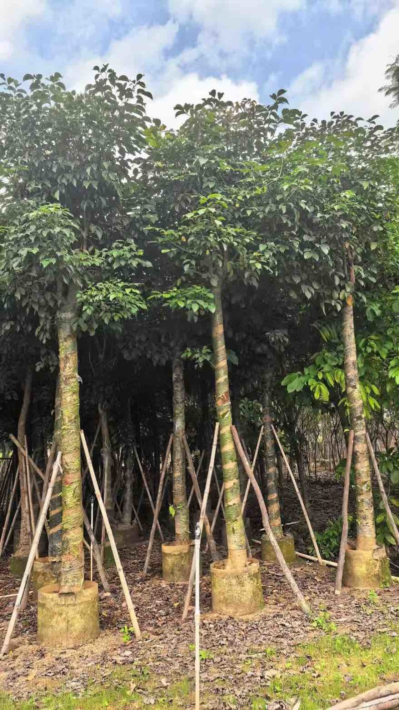 秋枫10-20分，截杠苗，一手货源，基地直销，大量低价出售