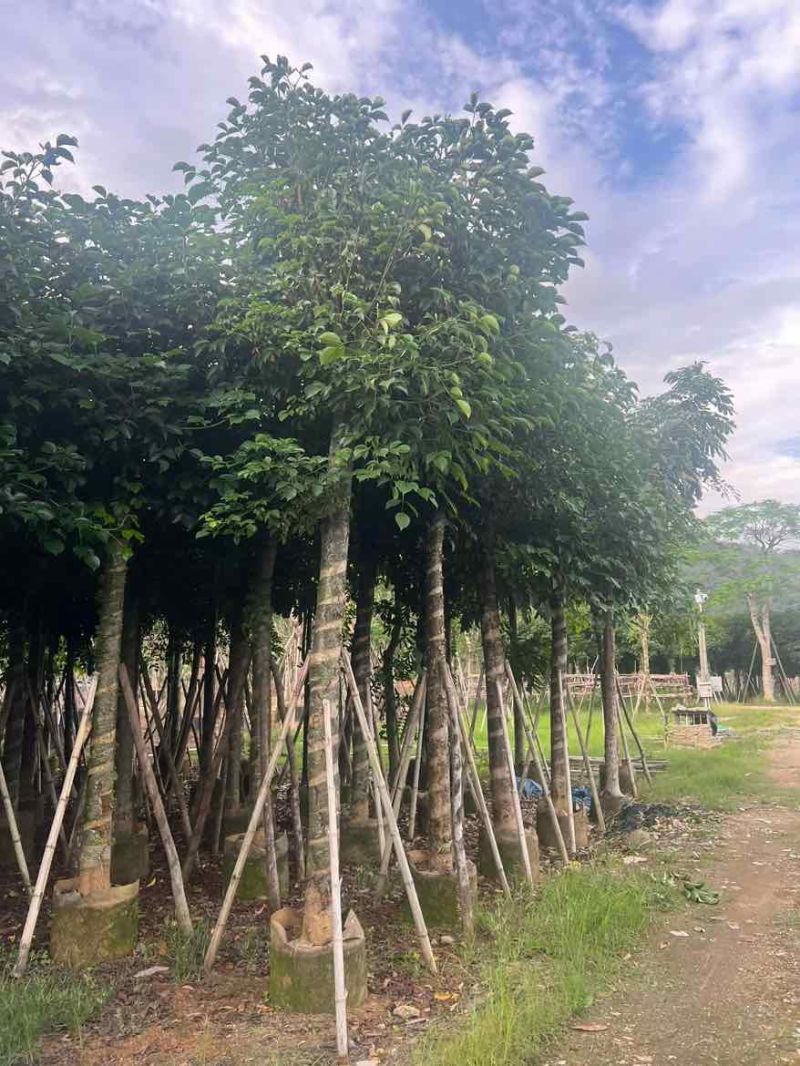 秋枫10-20分，截杠苗，一手货源，基地直销，大量低价出售