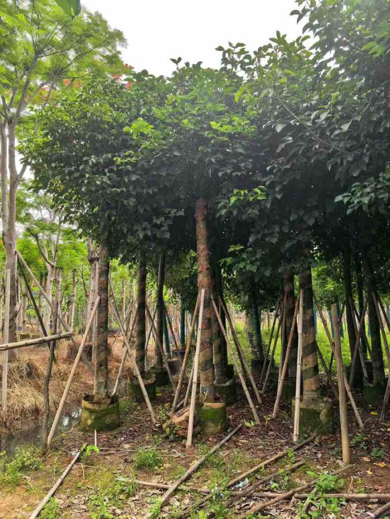 秋枫10-20分，截杠苗，一手货源，基地直销，大量低价出售