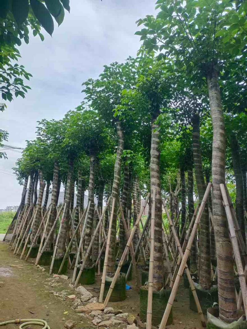 秋枫10-20分，截杠苗，一手货源，基地直销，大量低价出售