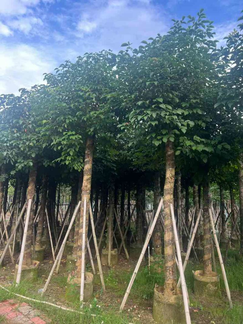 秋枫10-20分，截杠苗，一手货源，基地直销，大量低价出售