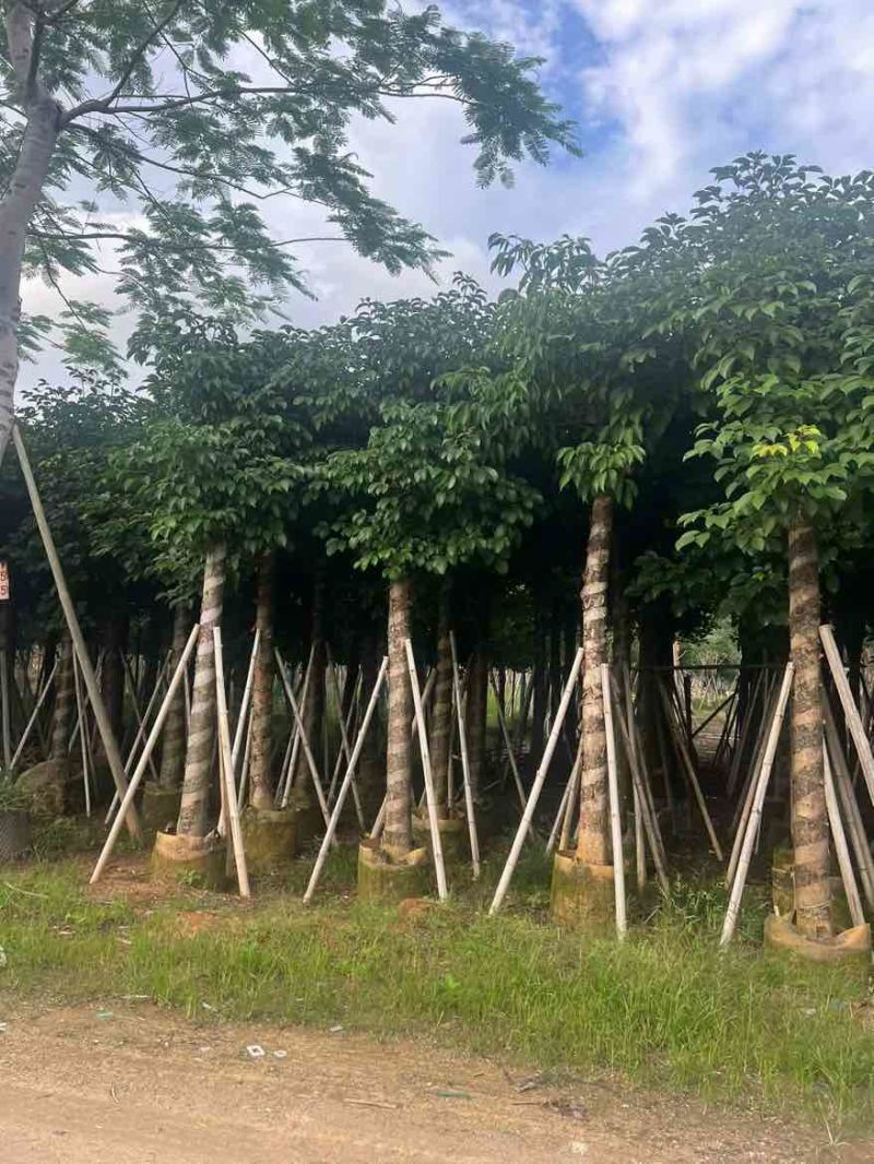 秋枫10-20分，截杠苗，一手货源，基地直销，大量低价出售
