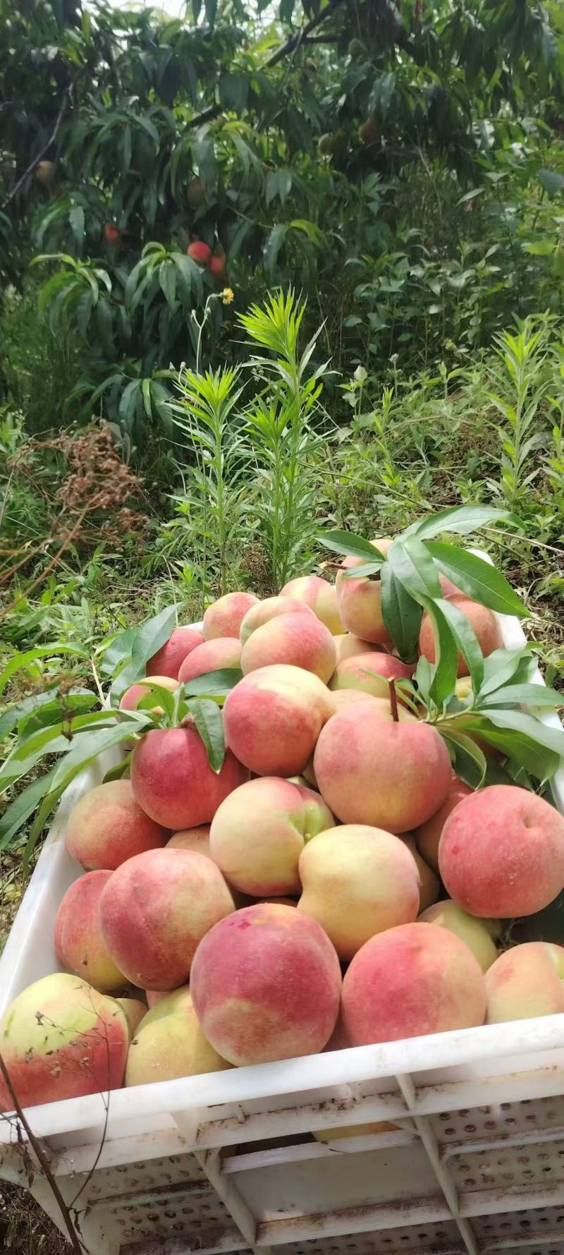春密桃品质好。需要的老板速度