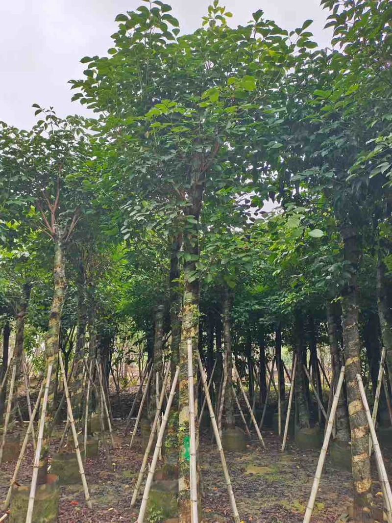 秋枫截杠10-20分，一手货源，基地直销，大量低价出售