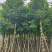 秋枫截杠10-20分，一手货源，基地直销，大量低价出售