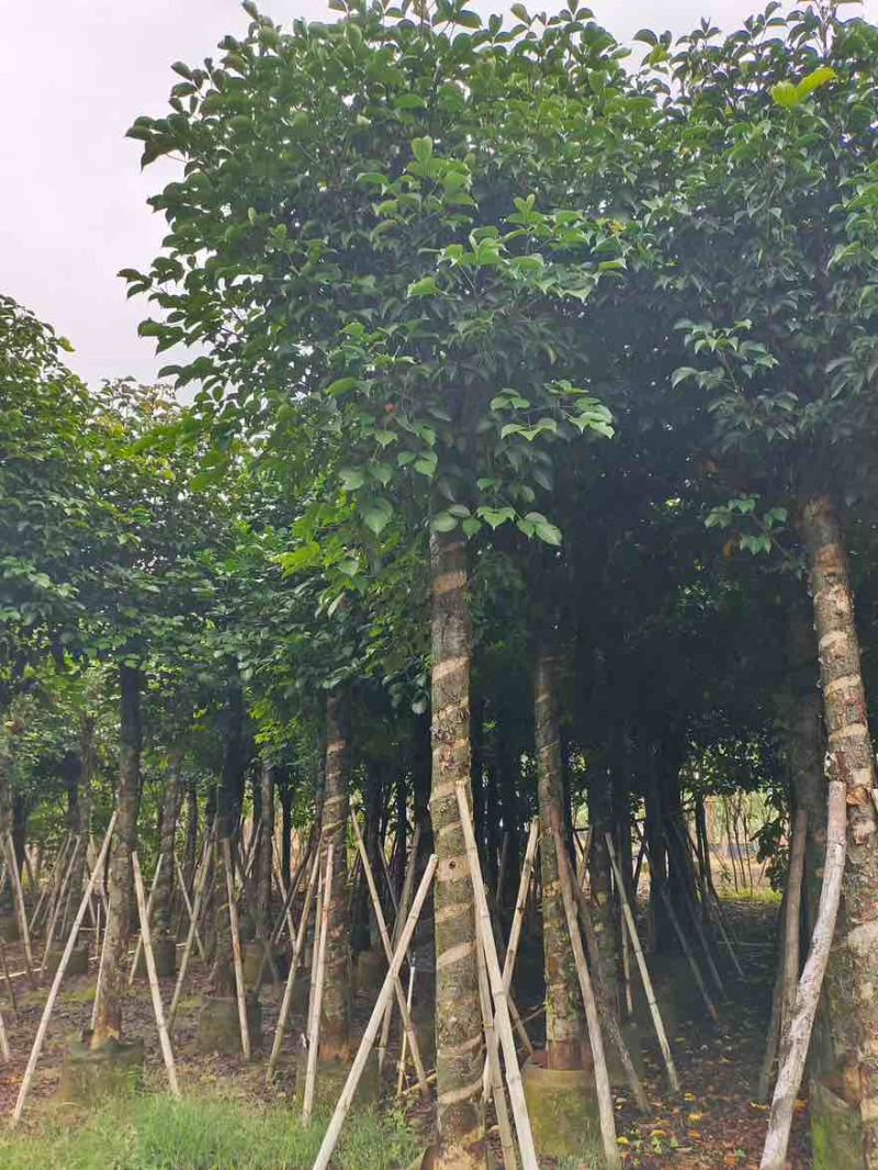 秋枫截杠10-20分，一手货源，基地直销，大量低价出售