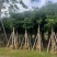 秋枫截杠10-20分，一手货源，基地直销，大量低价出售