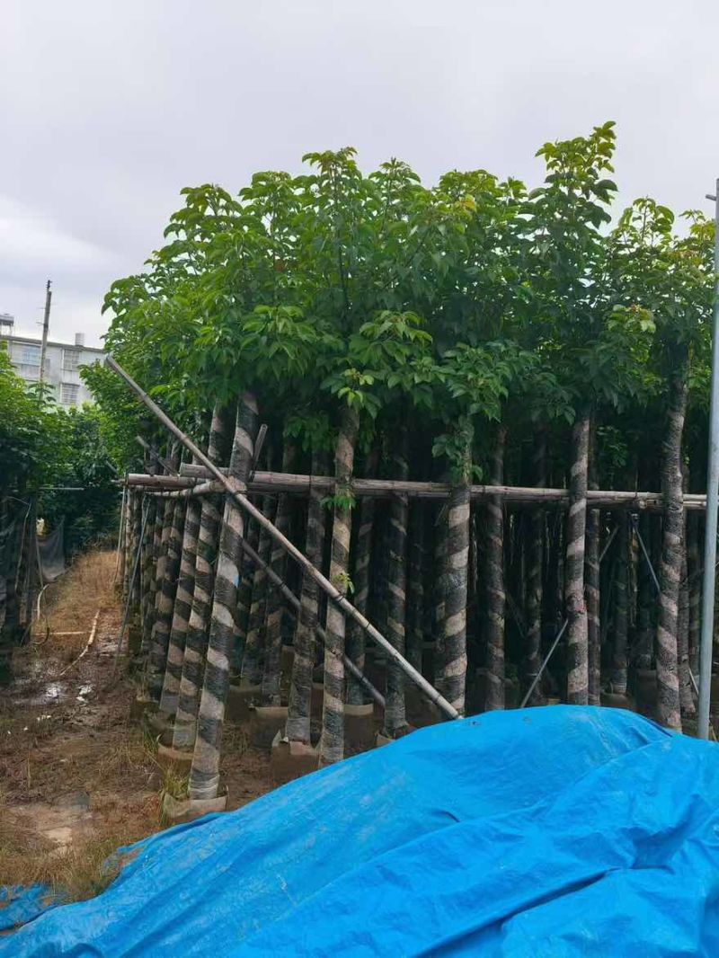 秋枫3-15分，一手货源，基地直销，大量低价出售