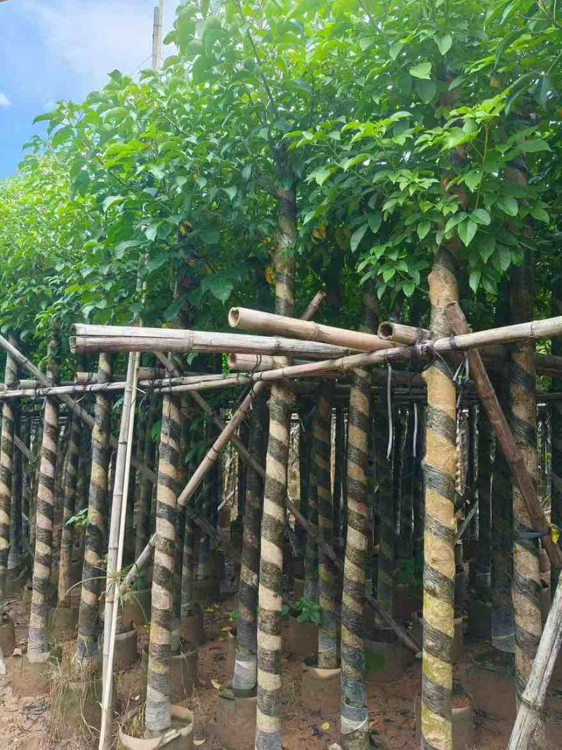 秋枫3-15分，截杠苗，一手货源，基地直销，大量低价出售
