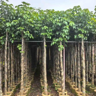 秋枫3-15分，截杠苗，一手货源，基地直销，大量低价出售