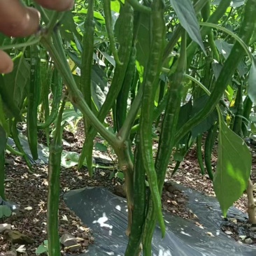 贵州3号，7号青线椒，已上市，需要的联系