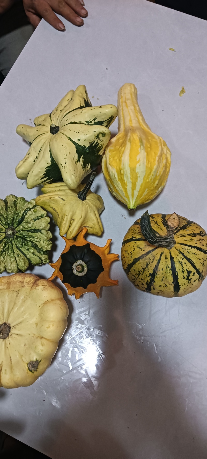 墨西哥小葫芦销售中