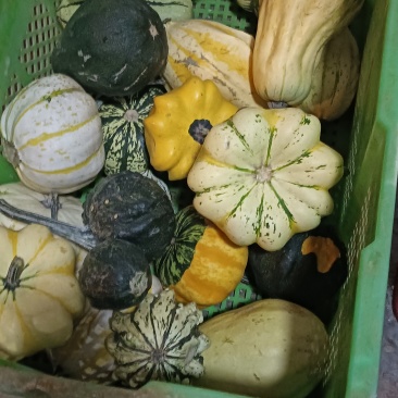 墨西哥小葫芦销售中