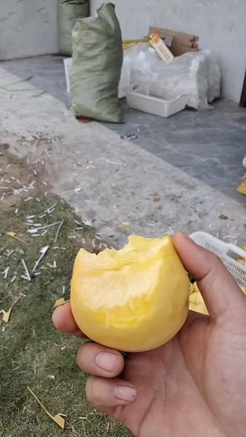 黄桃1号