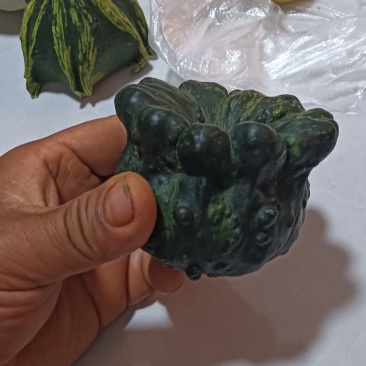 墨西哥葫芦瓜。售卖中