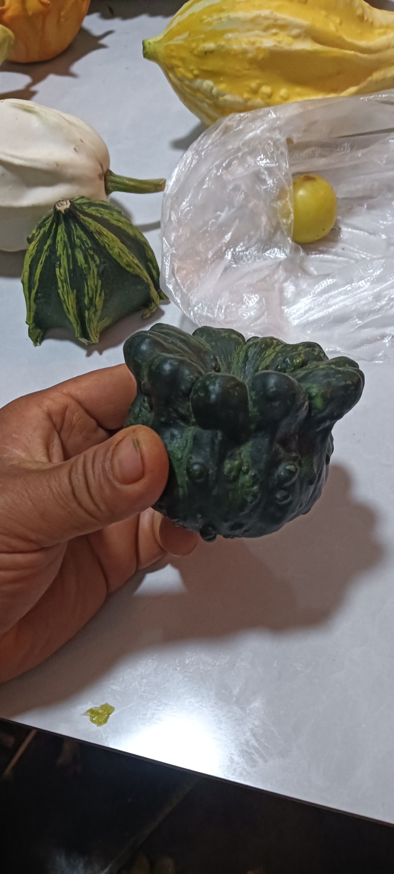 墨西哥葫芦瓜。售卖中
