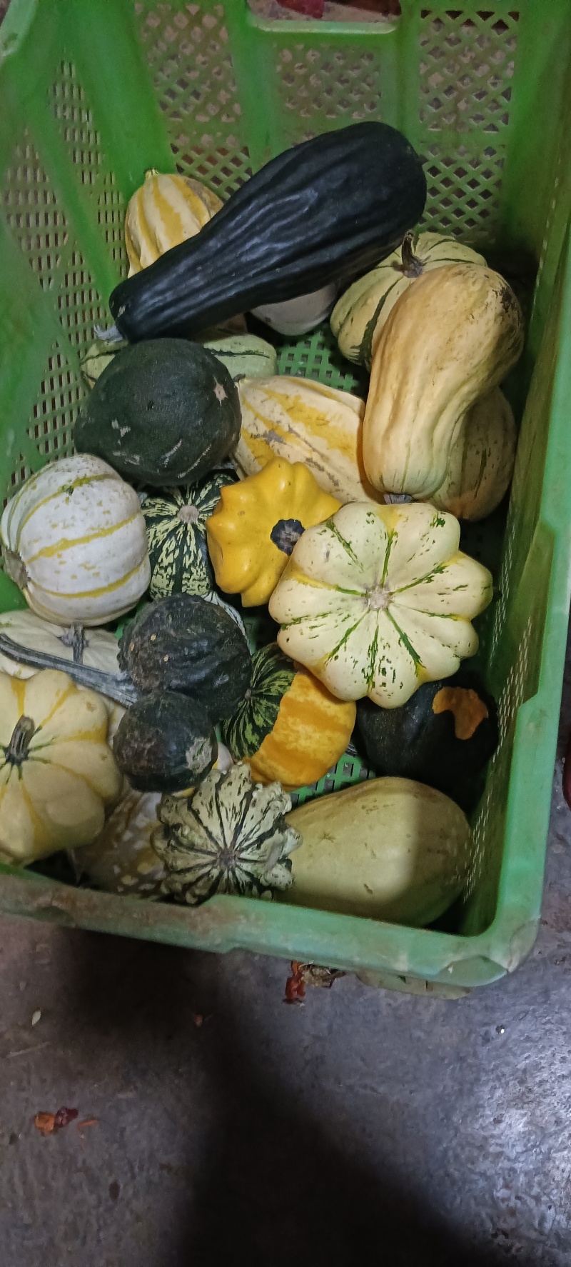 墨西哥葫芦瓜。售卖中