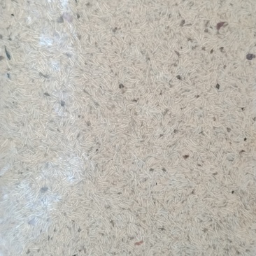蒸煮和活冻蝇蛆虫