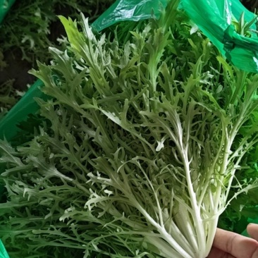 新民市法哈牛镇，苦菊直销