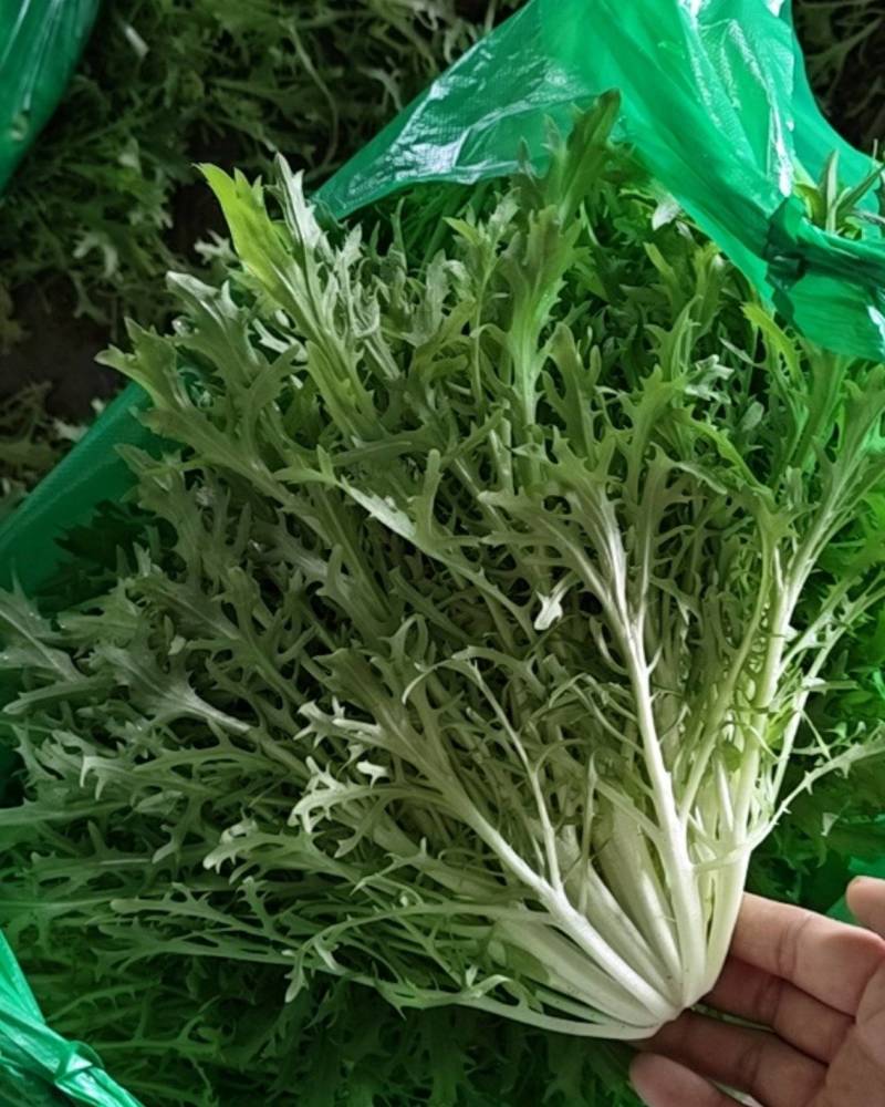 新民市法哈牛镇，苦菊直销