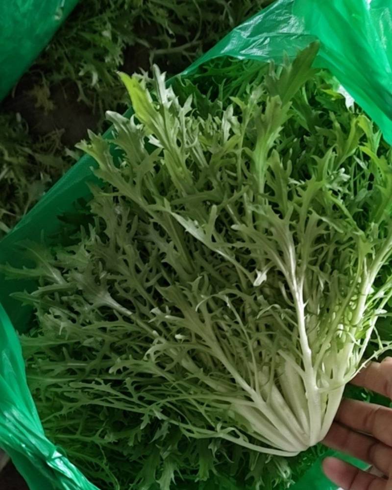 新民市法哈牛镇，苦菊直销