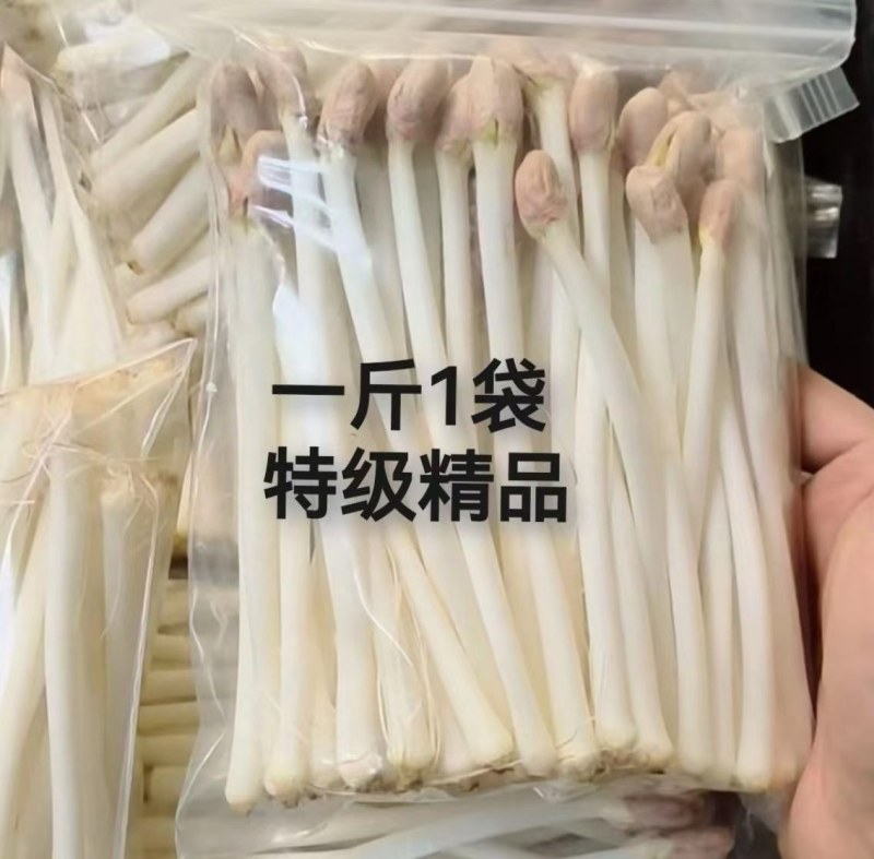 幸运熊花生芽