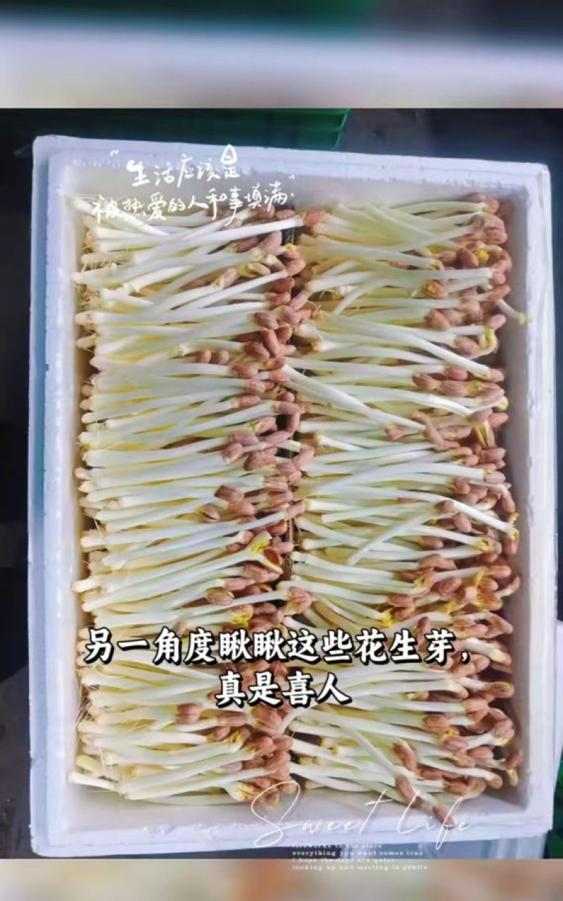 幸运熊花生芽
