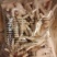 帮朋友代卖，亏本出一批冻短柄鸡爪，大号，A级质量煮了不缩水。