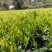 绿茶/毛茶