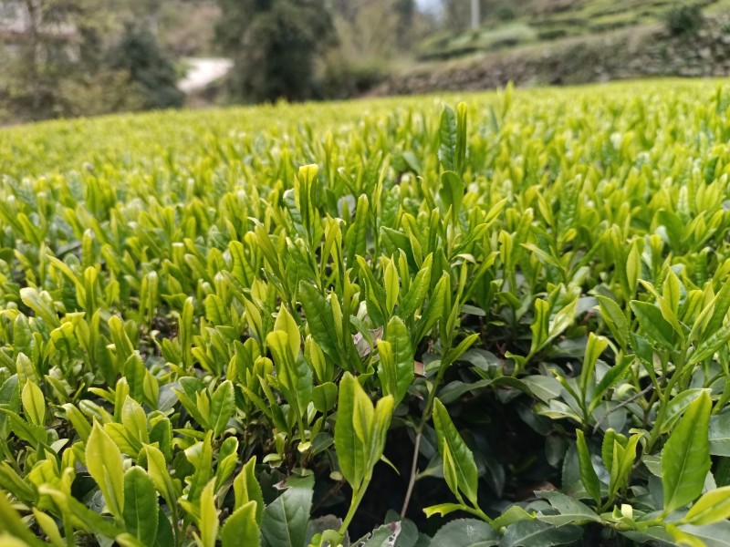 绿茶/毛茶