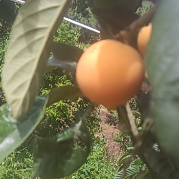 枇杷