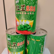 红星888翠绿条豆角，高产量好品质