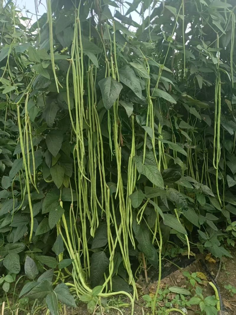 红星888翠绿条豆角，高产量好品质