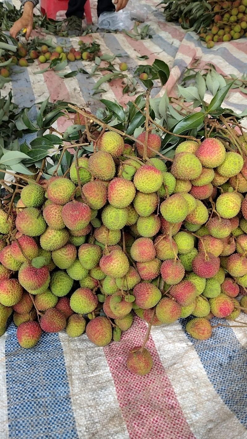 灵山荔枝