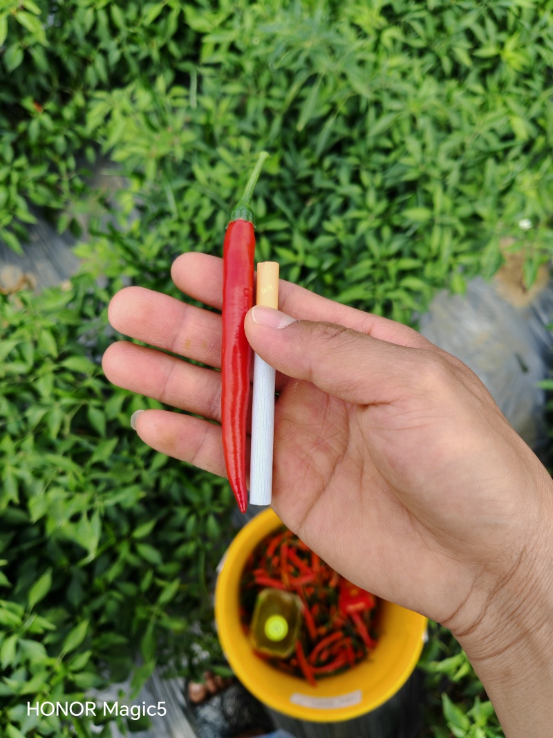 云南高原（青果王2号）小米辣
