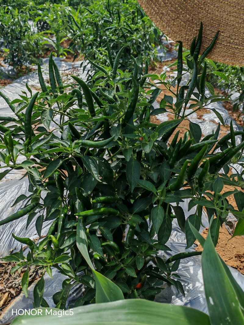 云南高原（青果王2号）小米辣