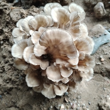莲花菌
