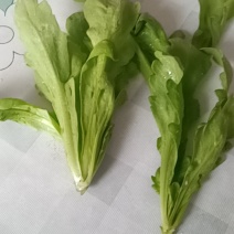 大叶筒蒿