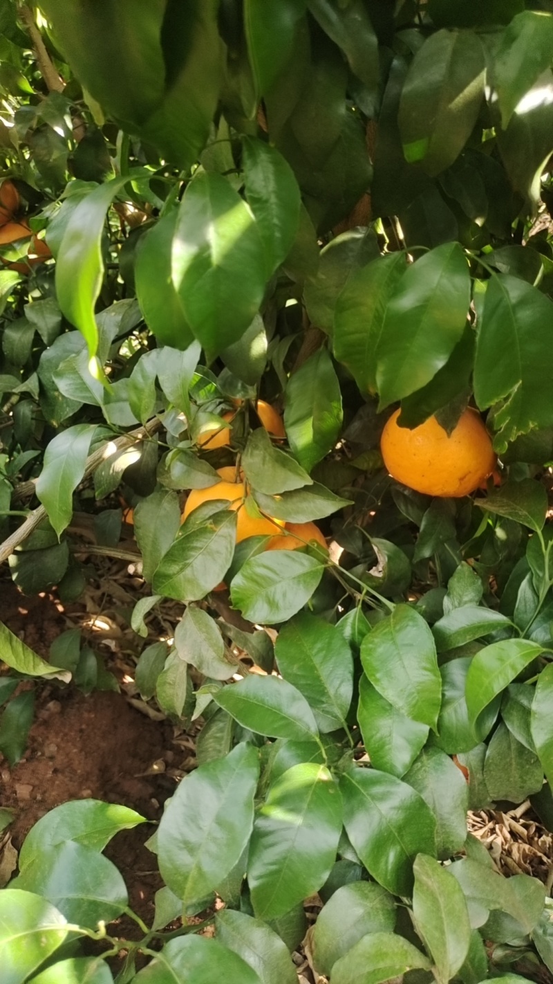 新鲜沃柑，价格7毛起