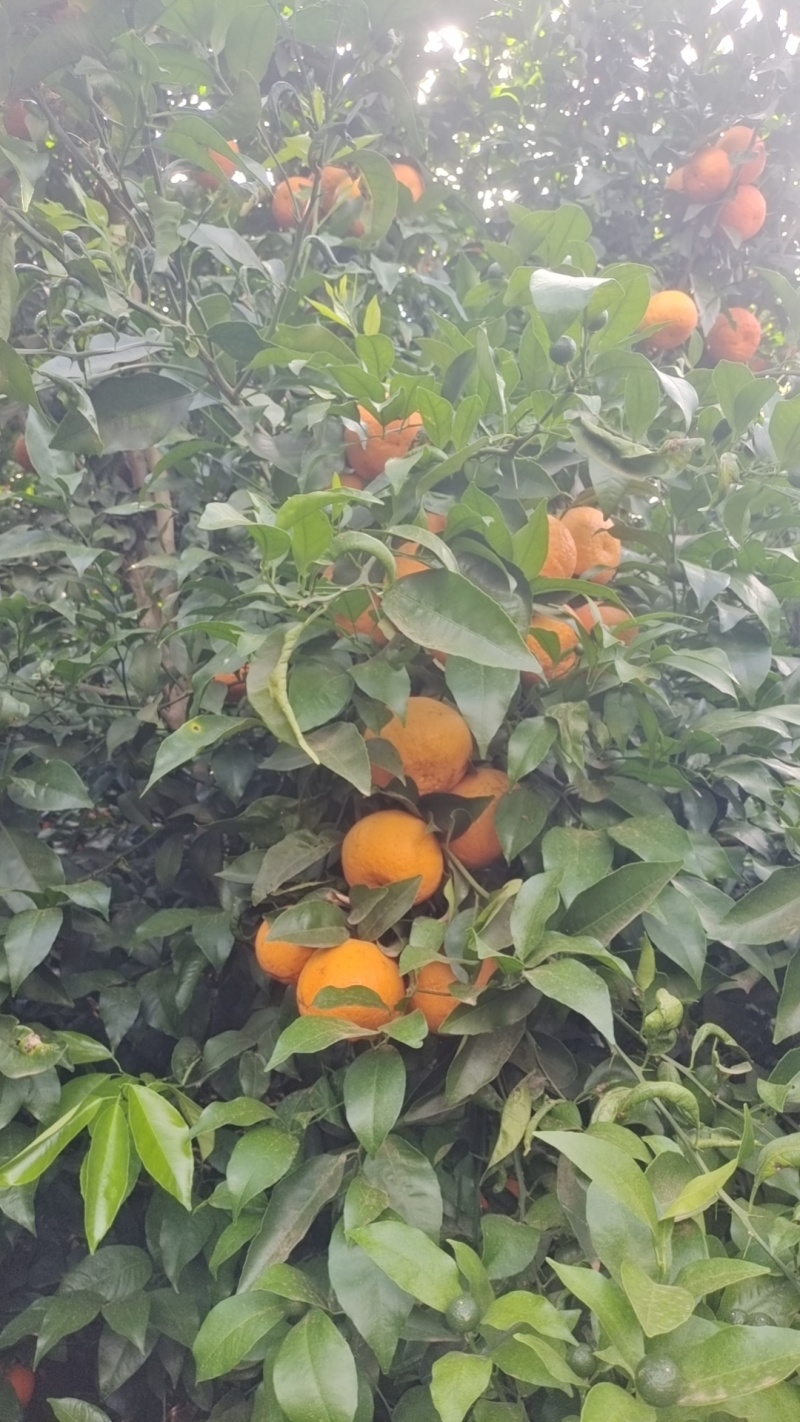 新鲜沃柑，价格7毛起